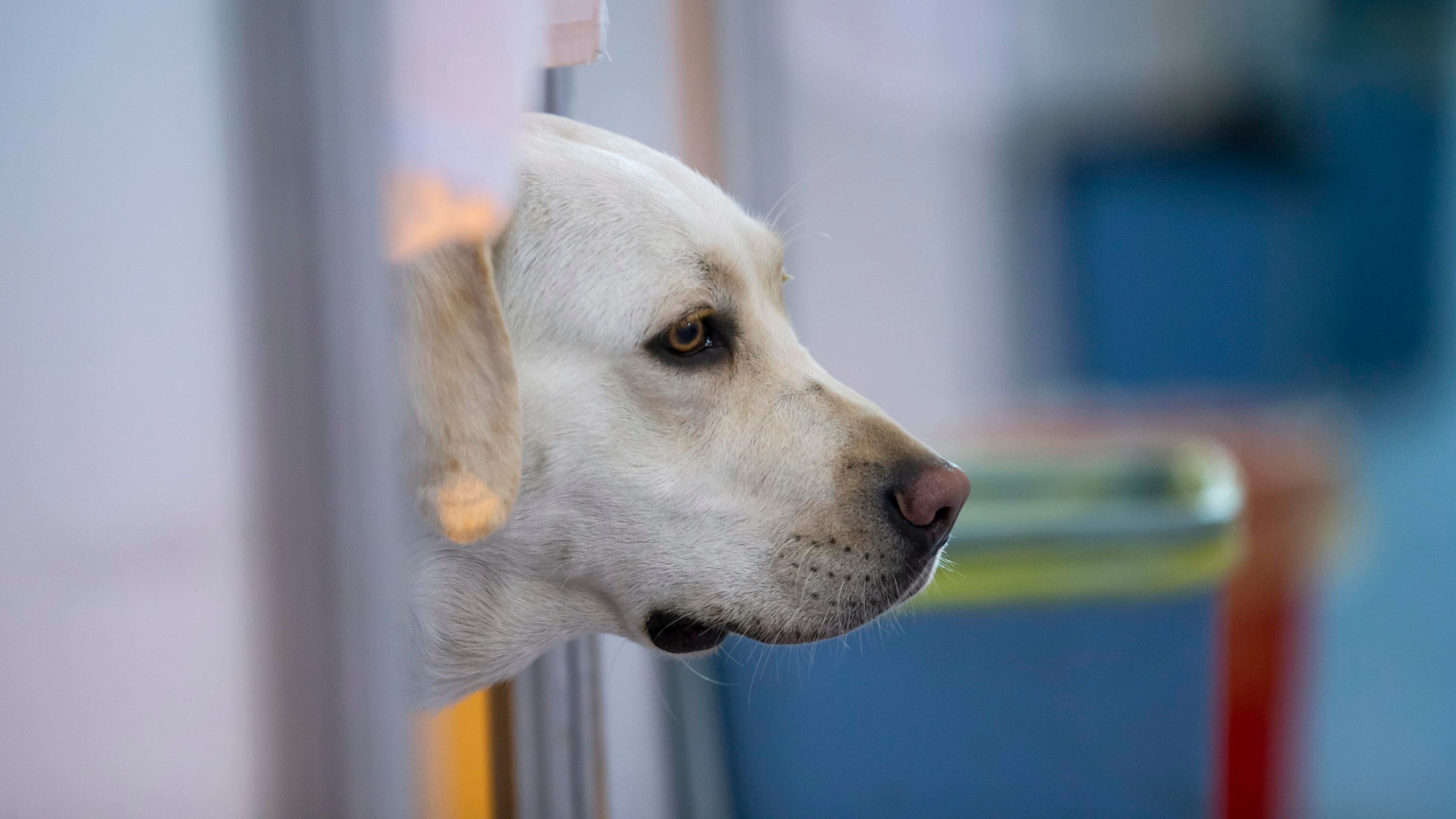 Cani e gatti randagi ucraini bloccati al confine: "Provvedimento solo italiano"
