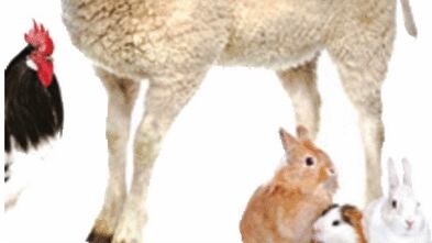 Ogni anno uccidiamo 150 miliardi di animali