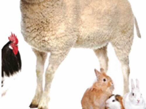 Ogni anno uccidiamo 150 miliardi di animali