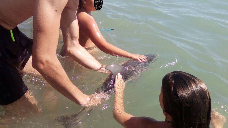 Foto e carezze cucciolo di delfino: muore tra i bagnanti