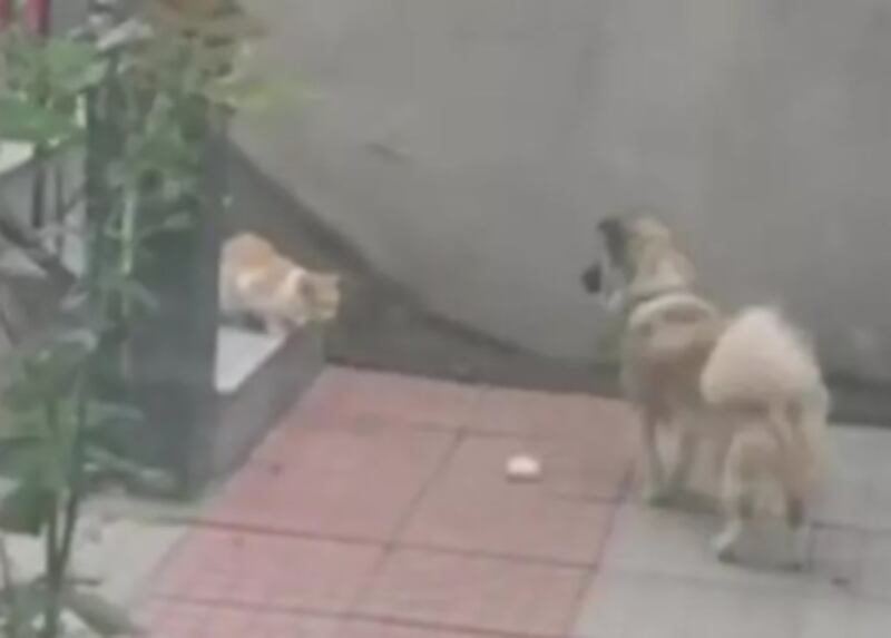cane gatto pane