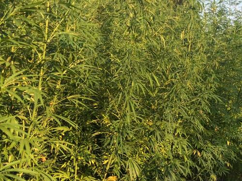 Le piantagioni di Gianluca: dalla menta cubana alla canapa tessile