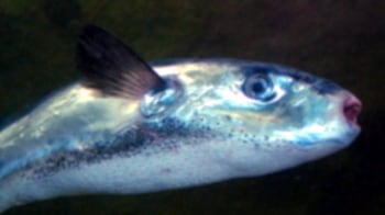 "Più mortale del cianuro". Scoperto il pesce killer