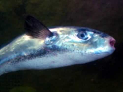 "Più mortale del cianuro". Scoperto il pesce killer