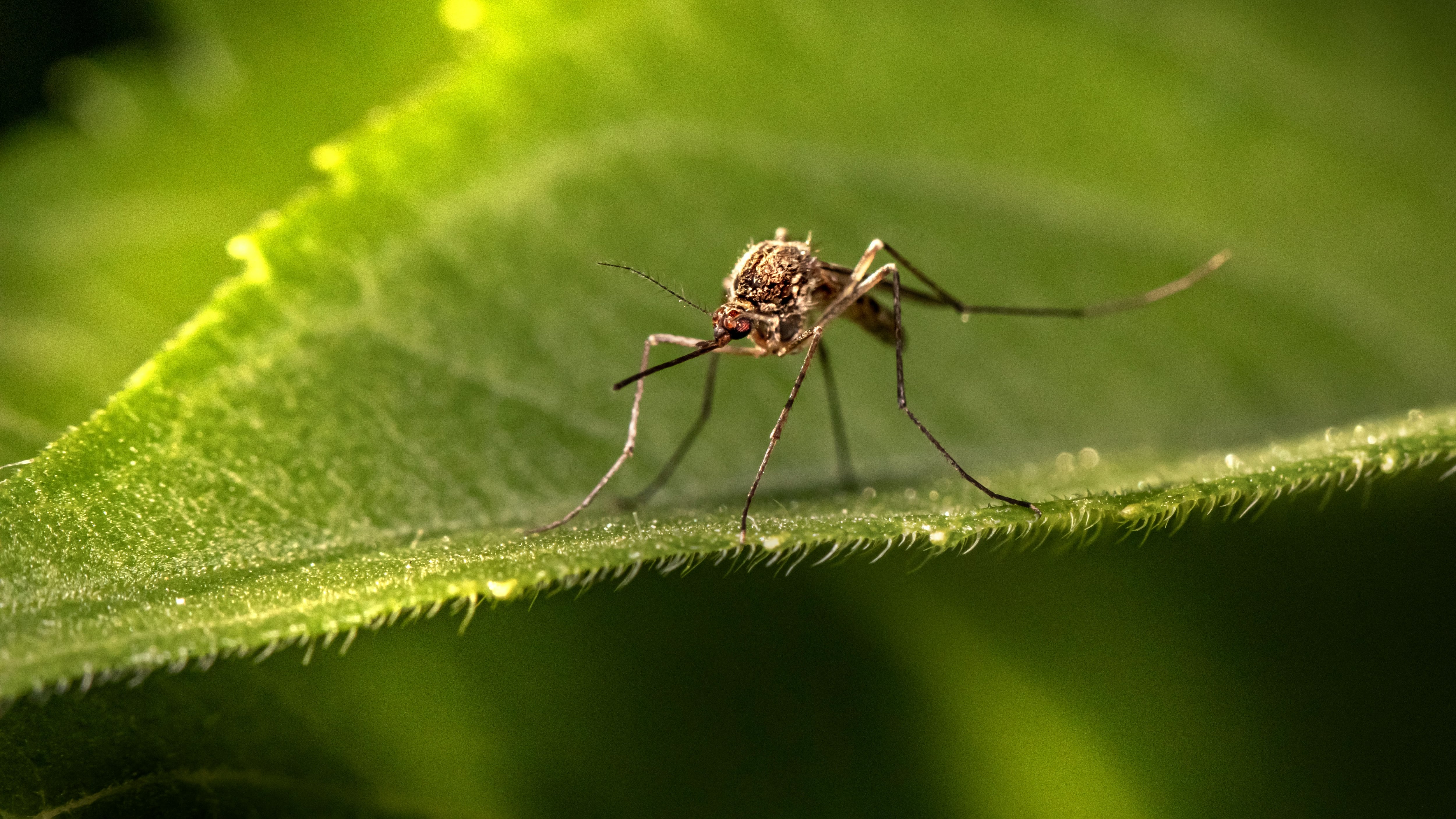 West Nile, come proteggersi: tutte le leggende metropolitane sulle zanzare