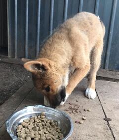 Wandi, il tenero cucciolo di dingo, incrocio tra un cane e una volpe 3