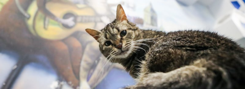 Cani, gatti e yak: dentro la misteriosa industria cinese della clonazione di animali