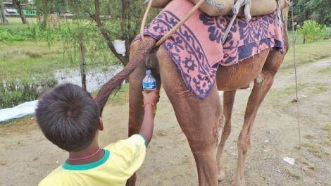 Mers, il consiglio dell'Oms: "Non bevete pipì di cammello"