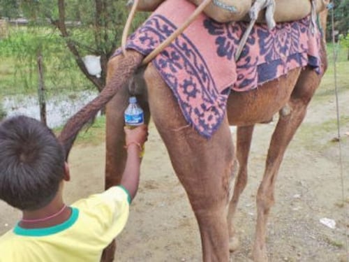 Mers, il consiglio dell'Oms: "Non bevete pipì di cammello"