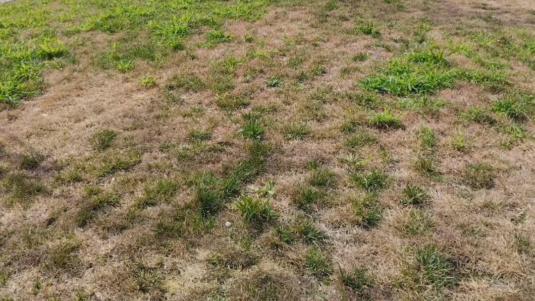 Il sindaco Sala prima inaugura il parco e poi lo abbandona a se stesso