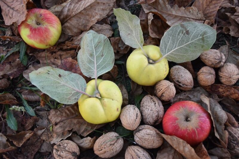 Autunno colori