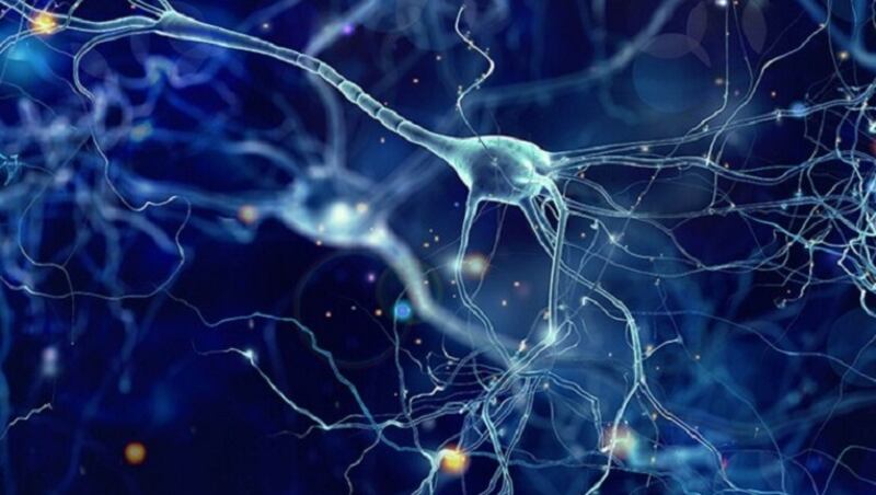 tessuro neurologico