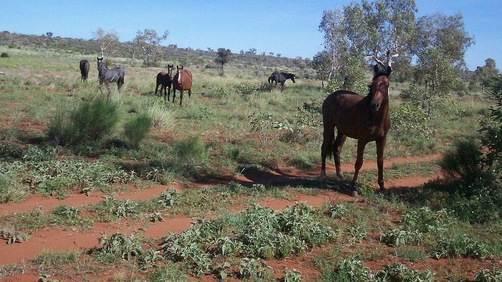 Troppi cavalli selvatici, l'Australia sceglie l'abbattimento: tiratori esperti spareranno dagli elicotteri