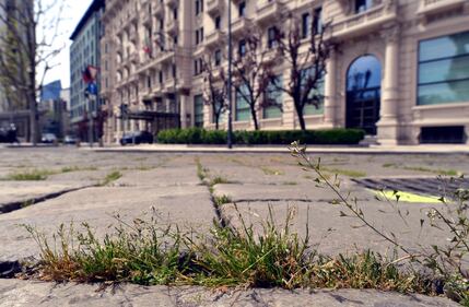 A Milano, la natura riprende i suoi spazi in città 8