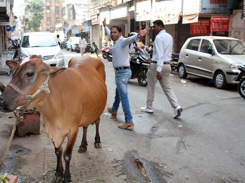 Sorpreso ad urinare vicino a una mucca: i passanti lo pestano