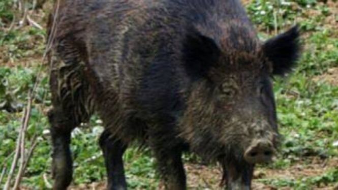 Ucciso da un proiettile durante una battuta di caccia al cinghiale