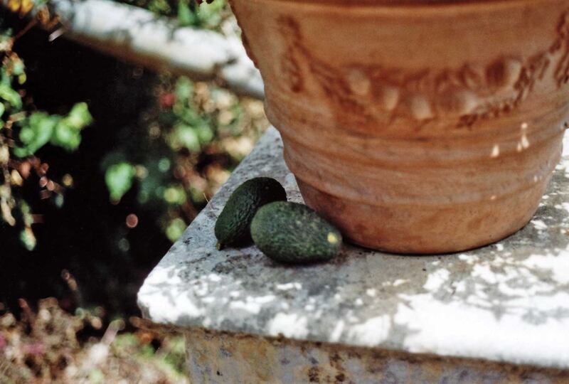 Avocado, il frutto "di moda" 9