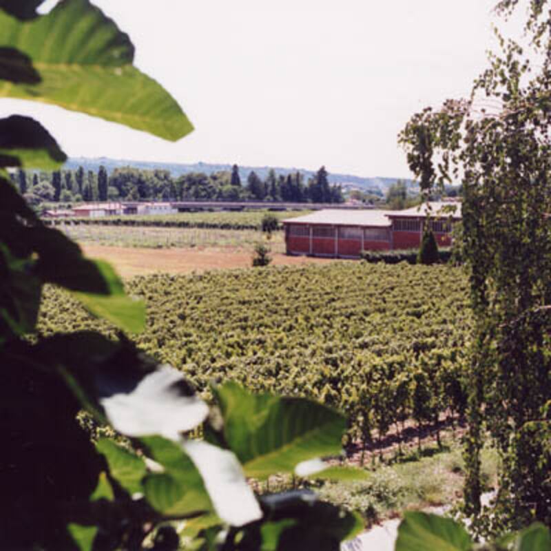Bressan, le vigne