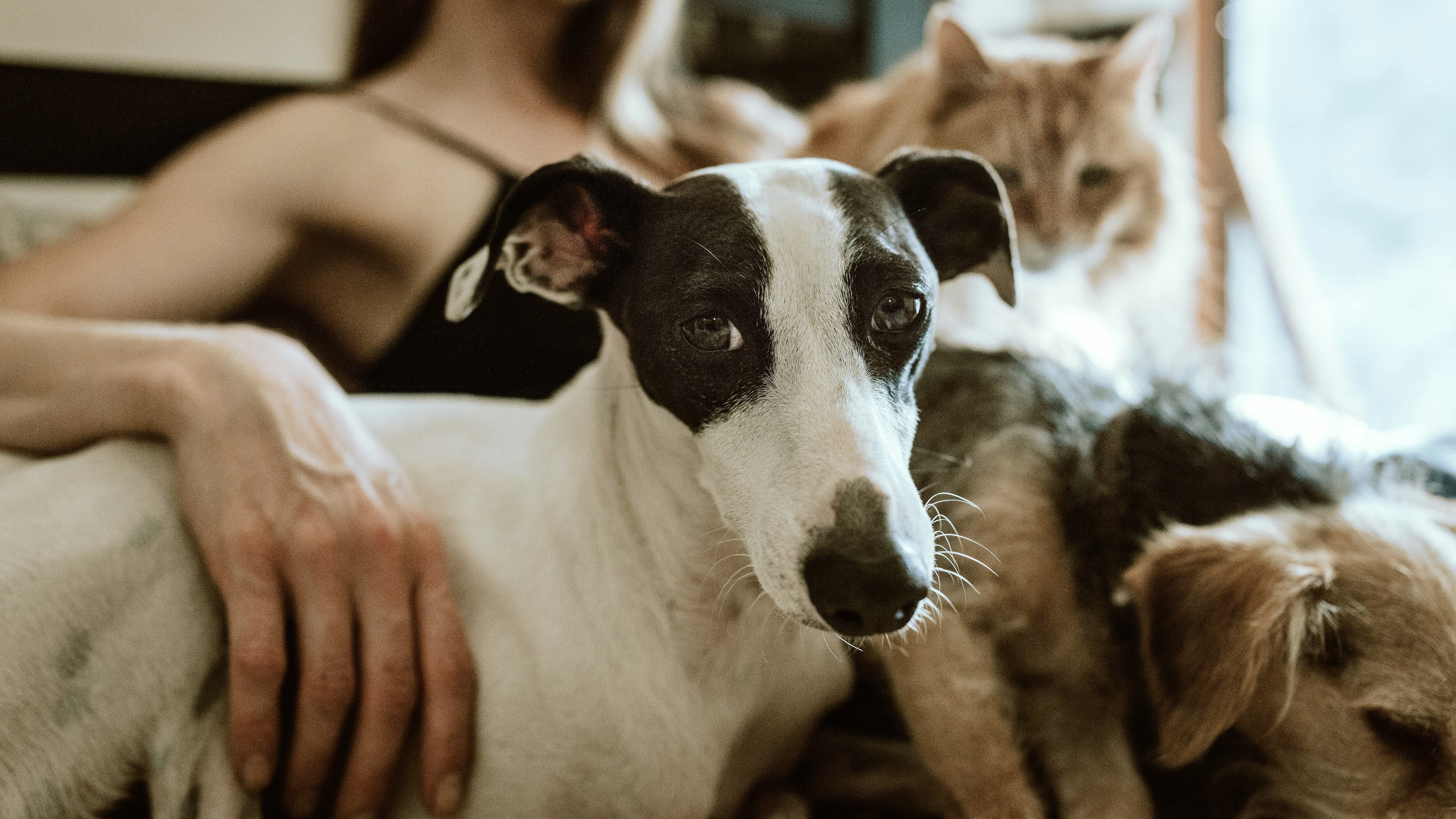 Tre giorni di congedo se muore il cane o il gatto. La proposta di legge