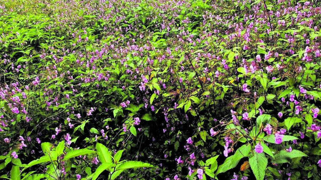 "A spasso sull'Himalaya ho cercato tra i fiori il mio paradiso perduto"