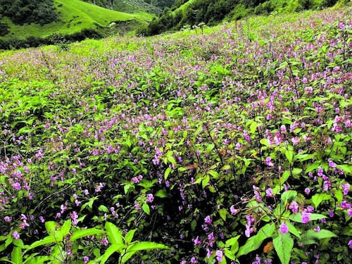 "A spasso sull'Himalaya ho cercato tra i fiori il mio paradiso perduto"