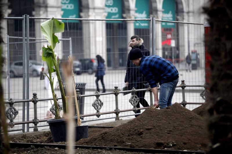 I banani arrivano in piazza Duomo 5