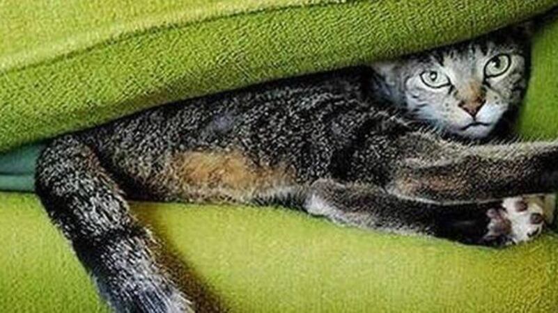 Cerco casa disperatamente Ma a misura di cucciolo il fenomenoArredo pet-friendly