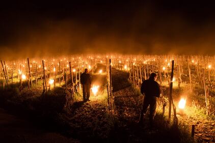 In Svizzera le candele "scaldano" l'uva nei campi 1