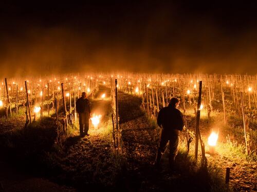 In Svizzera le candele "scaldano" l'uva nei campi
