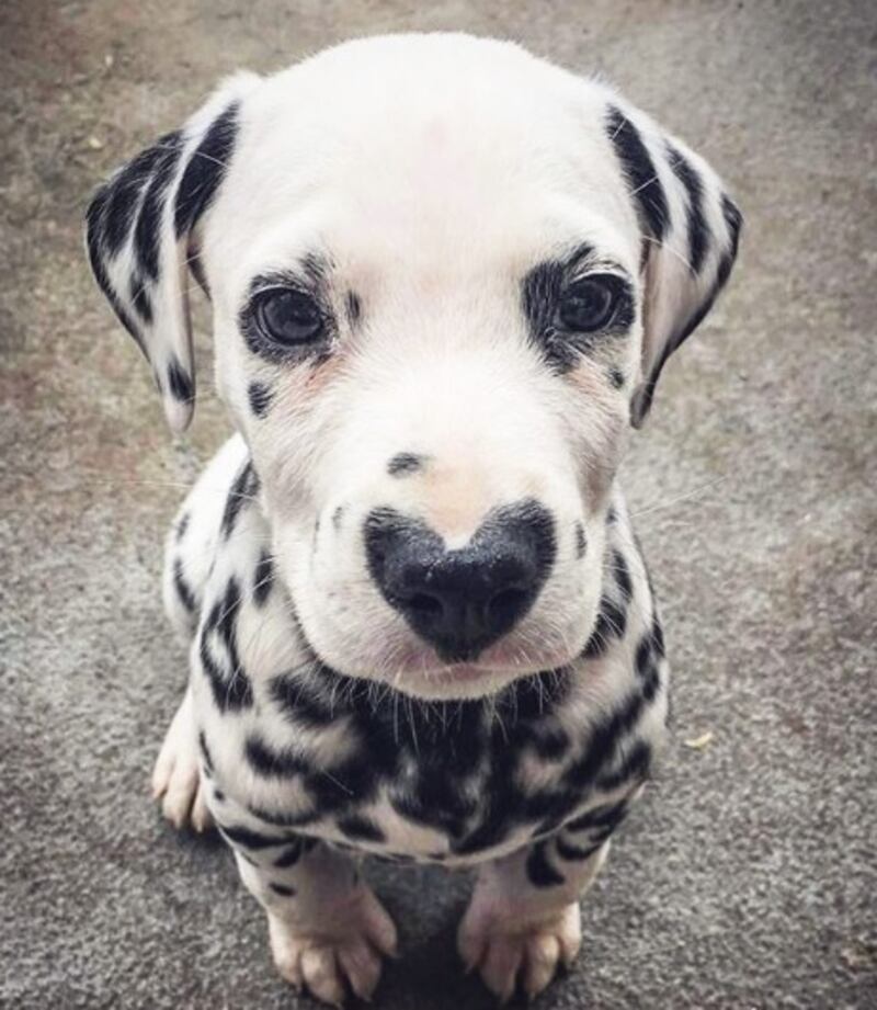 Il cucciolo di Dalmata che intenerisce il web 1