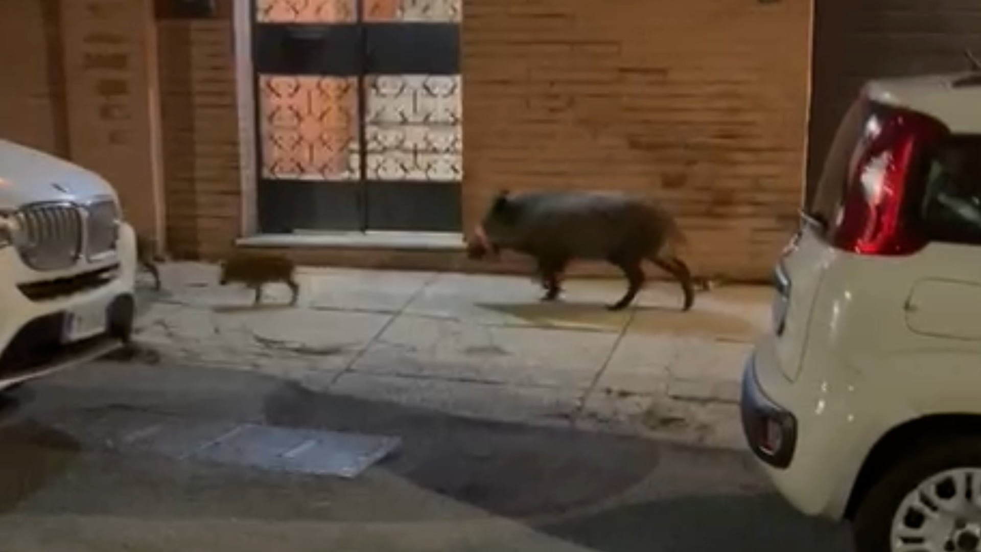 "No al 'safari' contro i cinghiali. Così salviamo Roma senza ammazzarli"