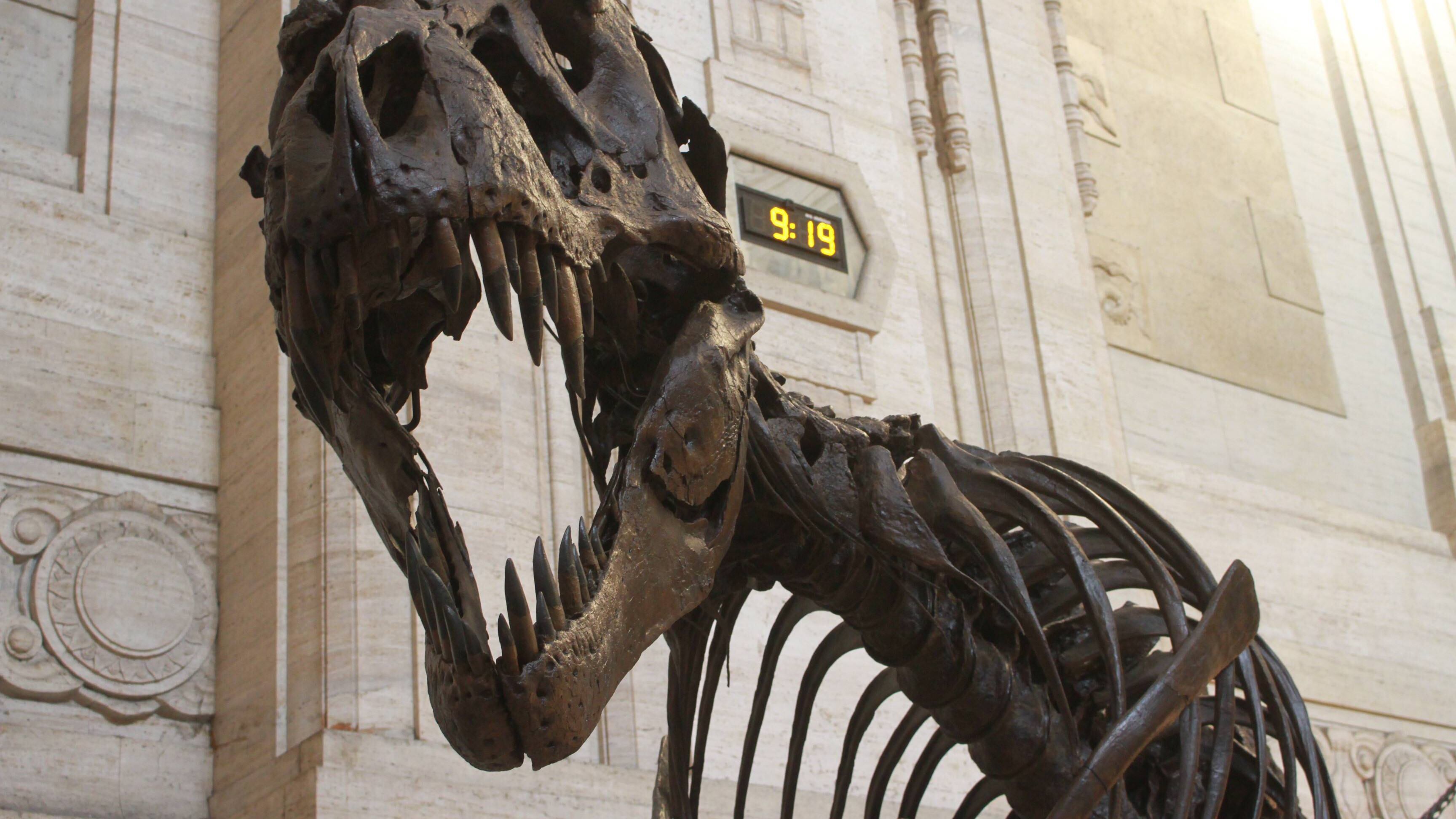 Tracce di dinosauri sugli scogli di Bari. "Hanno 100 milioni di anni"