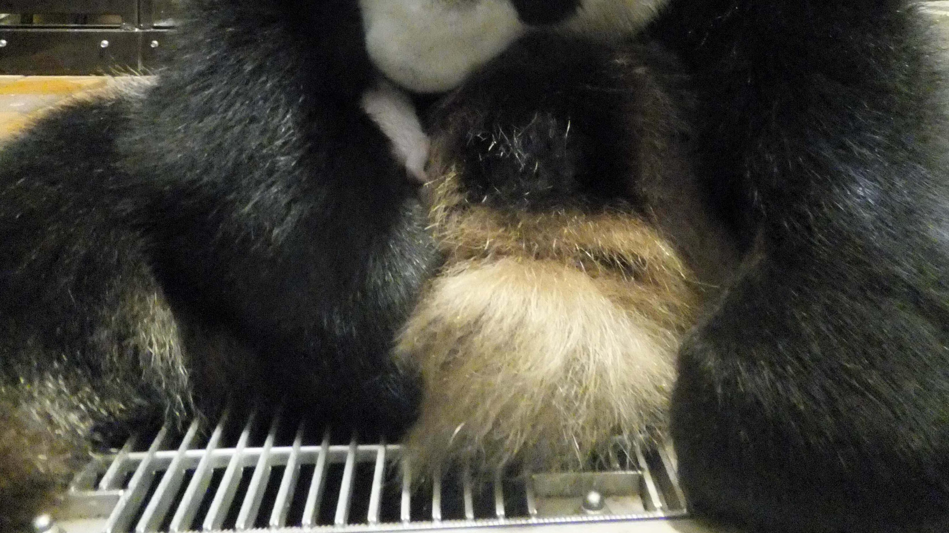 Muore il baby panda della pace e riapre la guerra Tokyo-Pechino