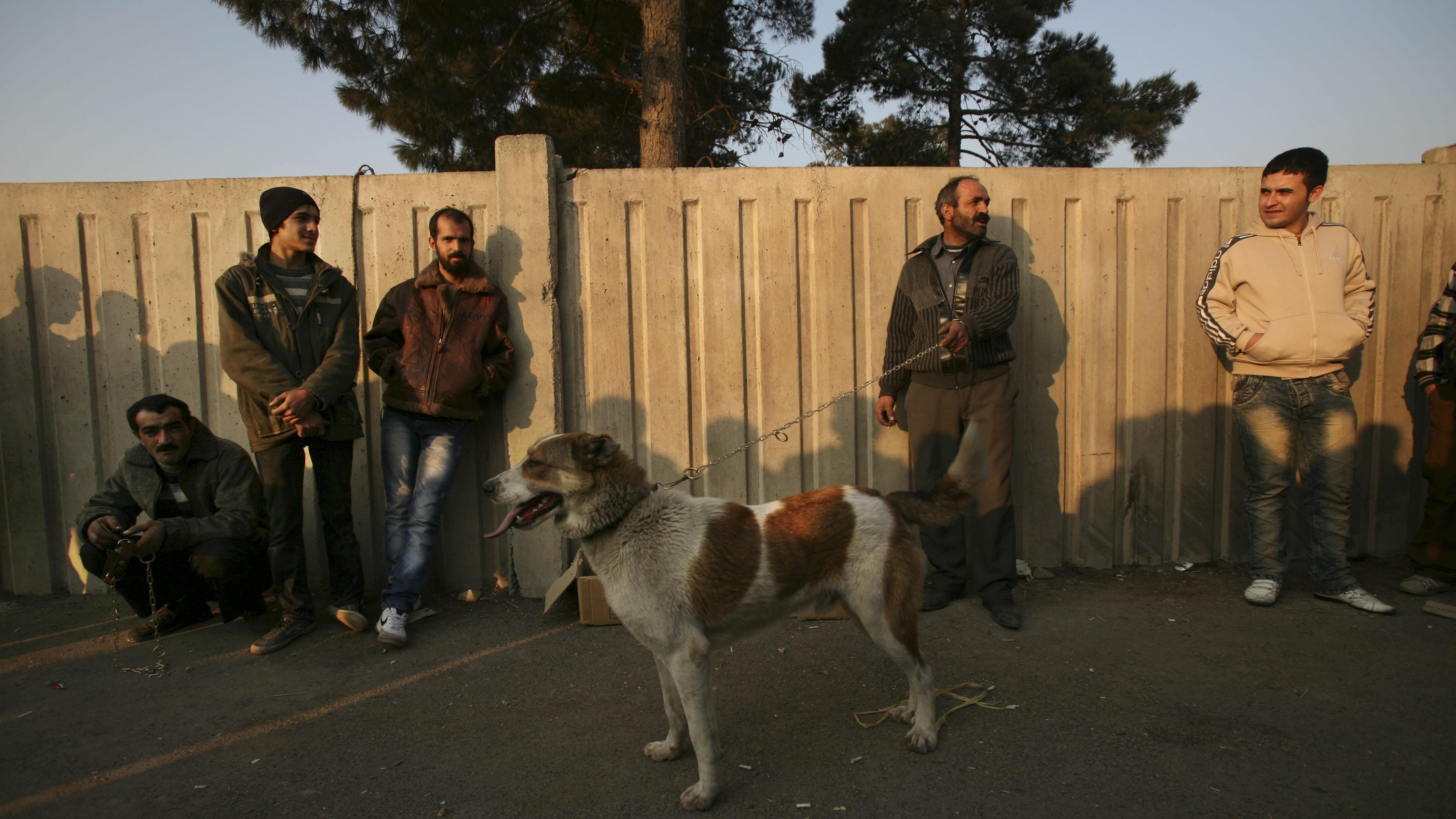 "I cani sono immondi". In Iran 74 frustate a chi li porta a spasso