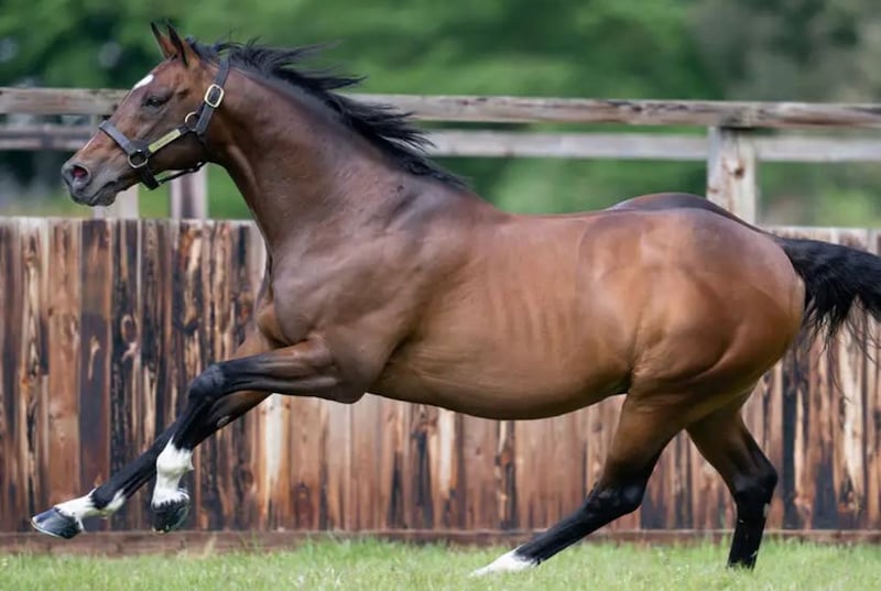 Frankel