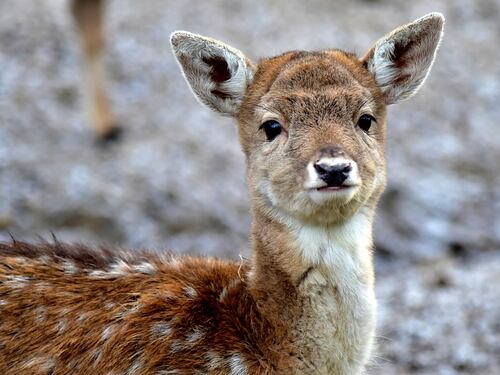 Uccide centinaia di cervi, condannato a vedere Bambi per un anno
