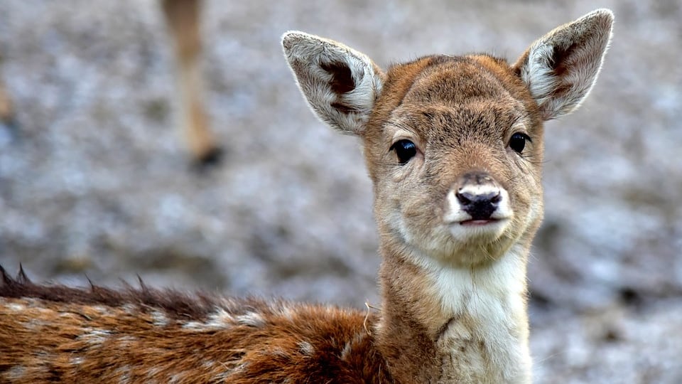 Uccide centinaia di cervi, condannato a vedere Bambi per un anno