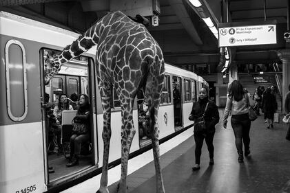 La metrò parigina diventa savana 9