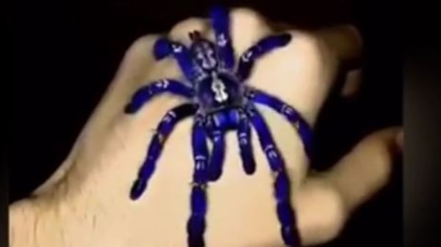 Il mistero della ragno blu: l'enorme tarantola interroga il web