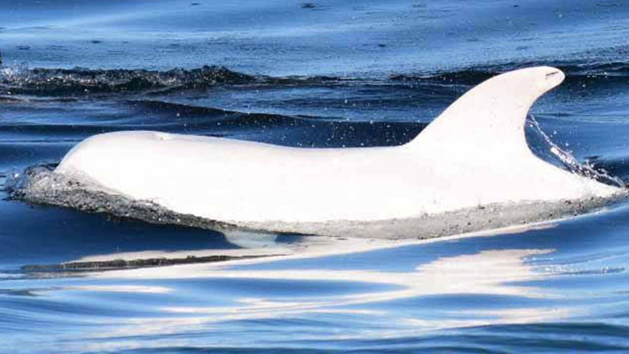 Un rarissimo delfino bianco fotografato nella baia di Monterey