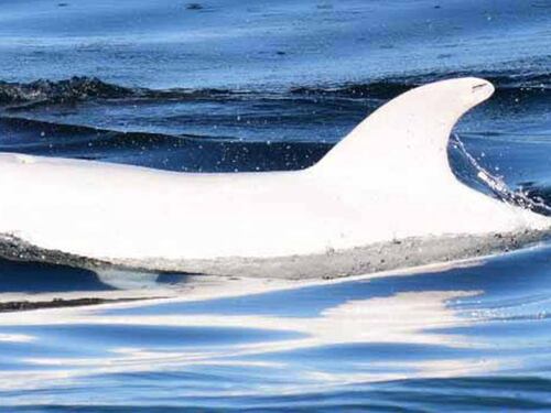 Solo 3 esemplari al mondo: cos’è successo a Casper, il delfino bianco