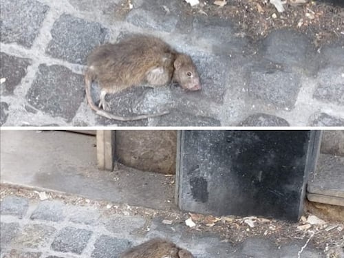 L'invasione di topi sotto la casa di Totò