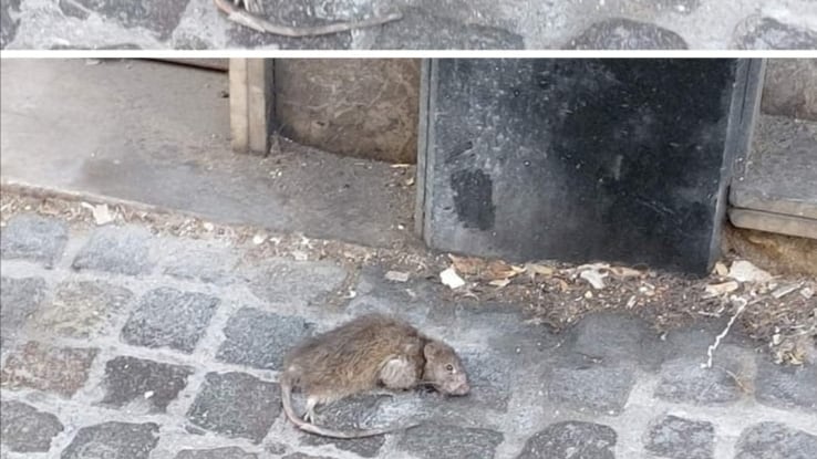 L'invasione di topi sotto la casa di Totò