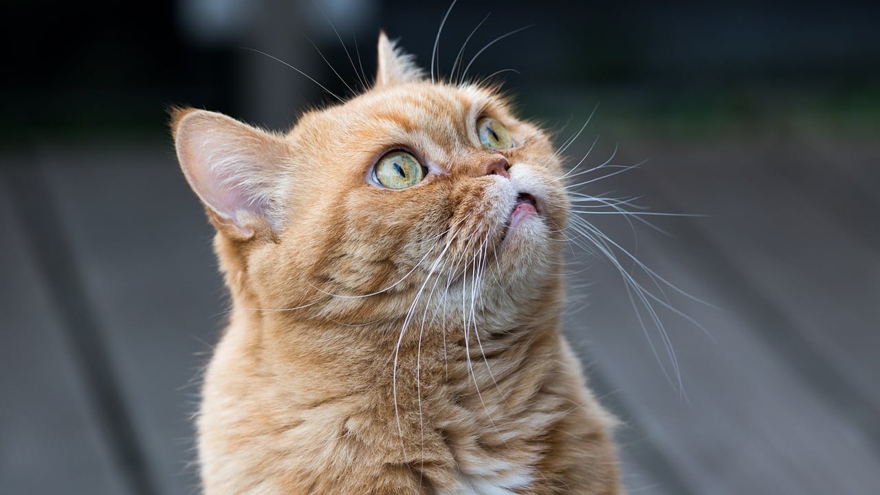 Orrore a La Spezia: uccide un gatto e lo cucina nel parco. Fermato un nigeriano