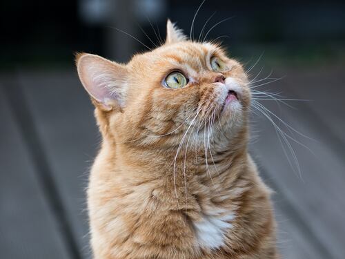 Perché i gatti rossi femmina sono (quasi) introvabili: la scoperta degli scienziati