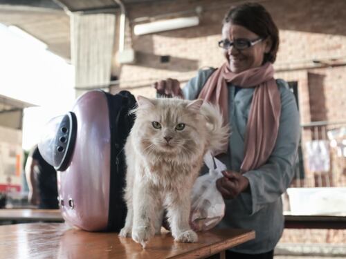 La cura si fa col gatto: pet therapy in corsia