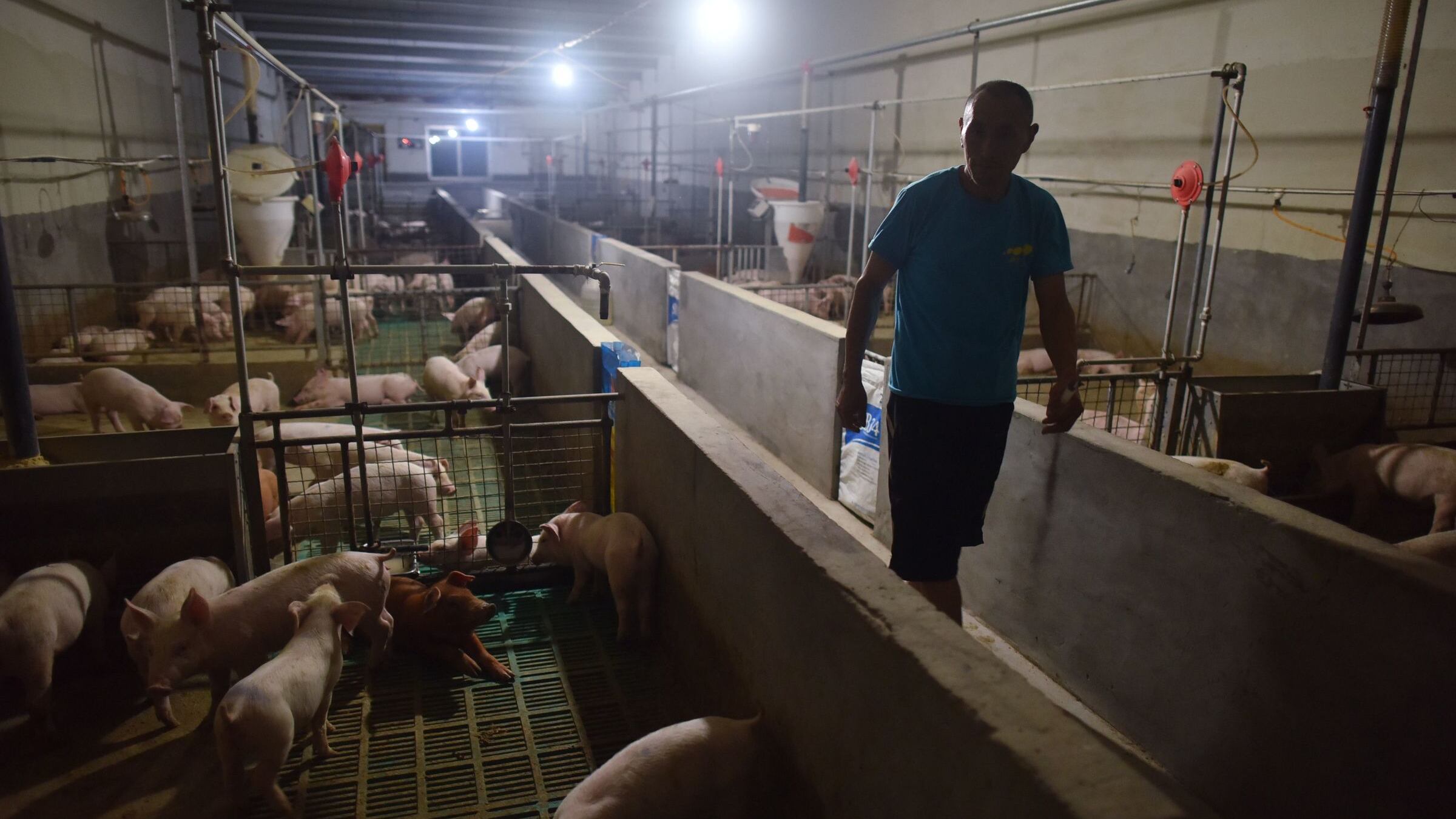L’allarme degli agricoltori italiani: "La peste suina è alle porte"