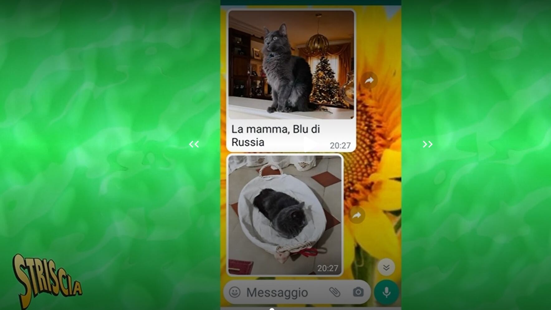 Si faceva regalare gatti per rivenderli, Striscia la Notizia smaschera la truffatrice