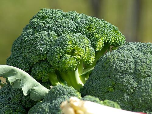 Broccoli, contengono una proteina anticancro