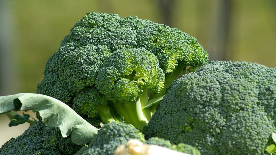 Broccoli, contengono una proteina anticancro